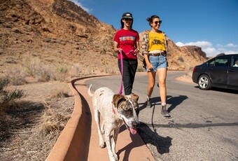 Two women are walking along a roadway with a white and brown dog on a leash.