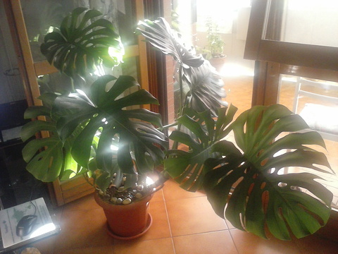 Two large green plants in pots placed on a tiled floor near a window.