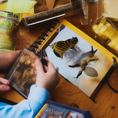 A person wearing a blue shirt is using a magnifying glass to look at a butterfly or insect on a page from a book.