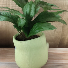 A green leafy plant in a yellow vase.